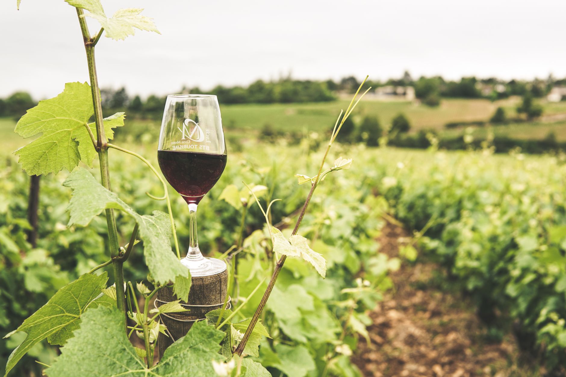 Racimos de uva malbec en espaldero al pie de la Cordillera de los Andes